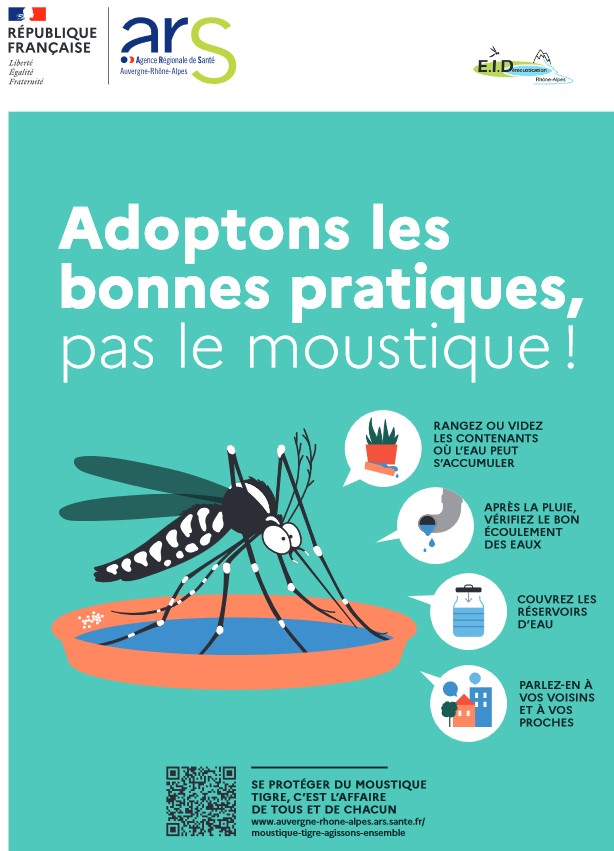 moustique tigre