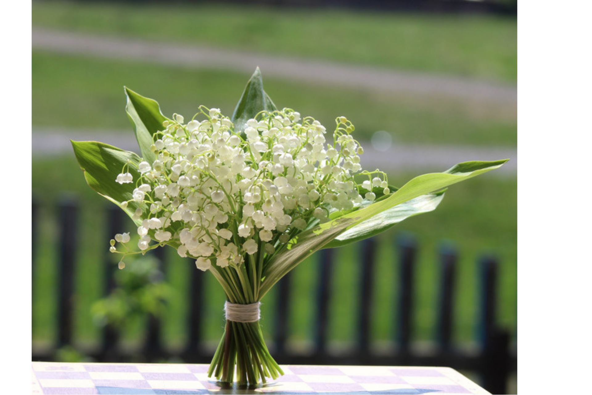muguet